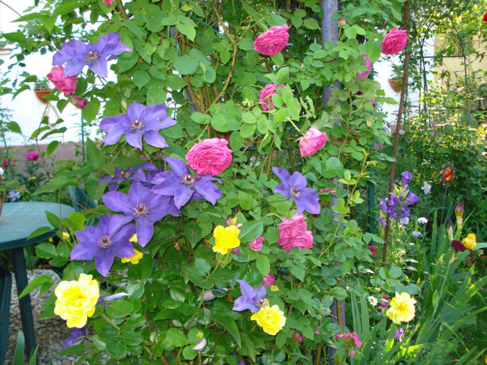 DSC00600 - Gradinuta mea 2012