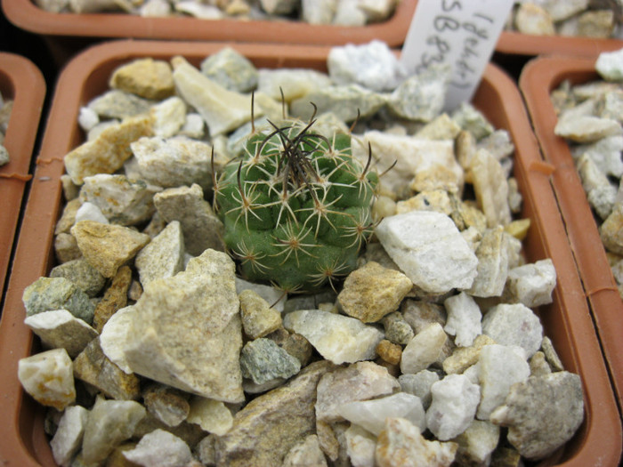 Turbinicarpus macrochele SB830