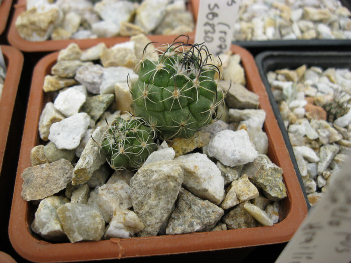 T. macrochele SB830