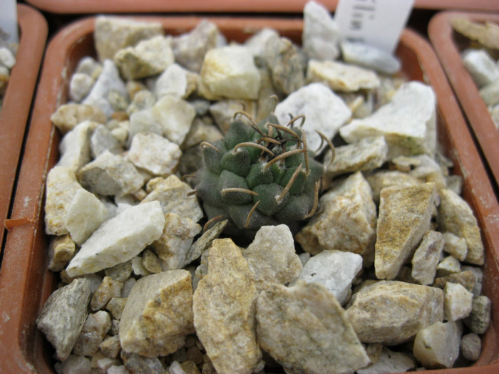Turbinicarpus schmiedickianus v.lilinkeidus - Achiziti 2012