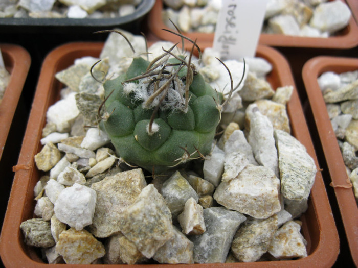 Turbinicarpus schwarzii v.roseiflorus - Achiziti 2012