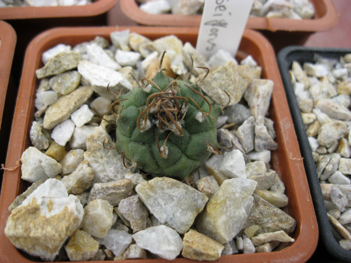 T. schwarzii v.roseiflorus