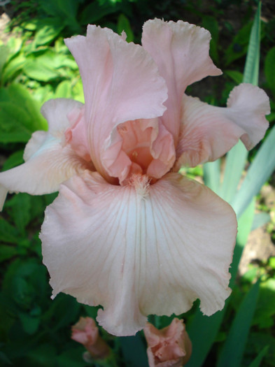 42b. "Fashionable Pink"