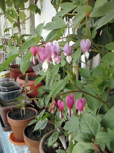 22 mai 2012-flori 044 - dicentra spectabilis