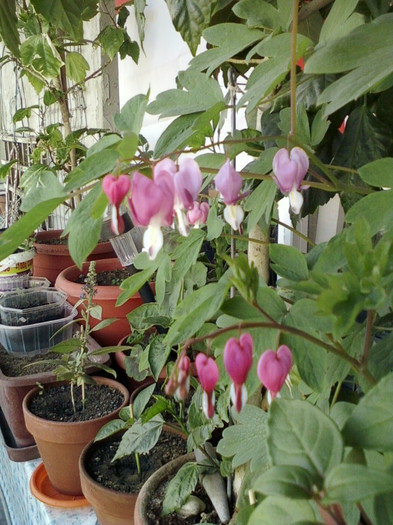 22 mai 2012-flori 045 - dicentra spectabilis