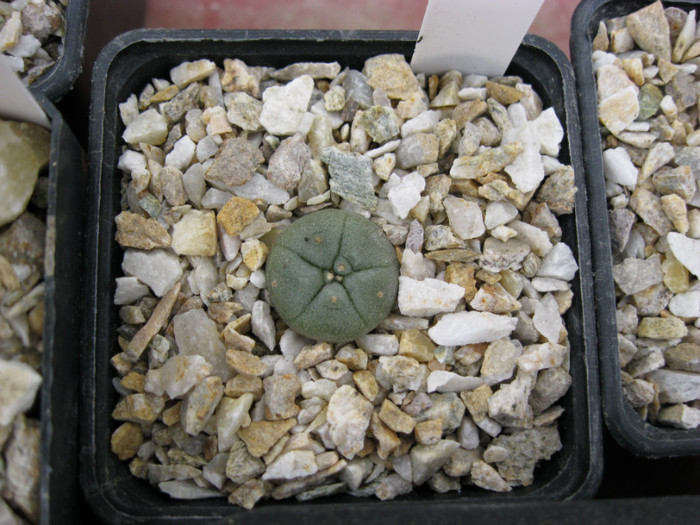 Lophophora williamsii - Achiziti 2012