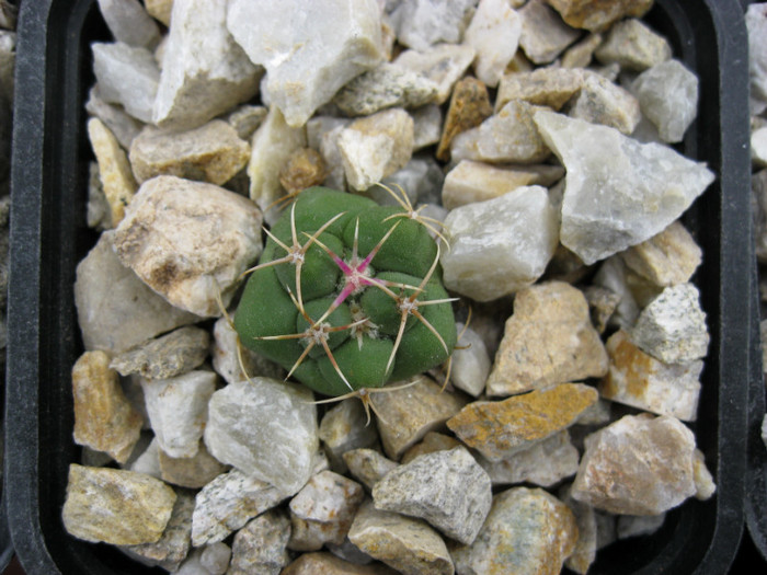 Thelocactus fossulatus - Achiziti 2012