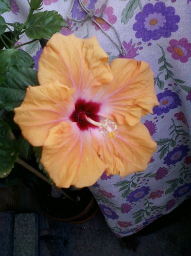 22 mai 2012-flori 046