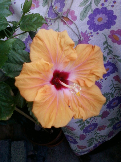 22 mai 2012-flori 048