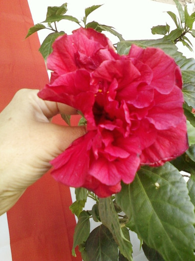 22 mai 2012-flori 050