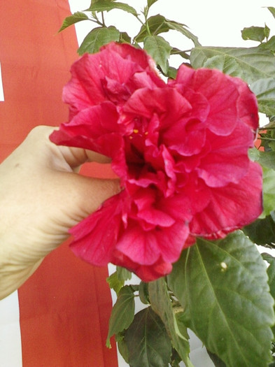 22 mai 2012-flori 053
