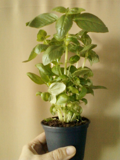 22 mai 2012-flori 037