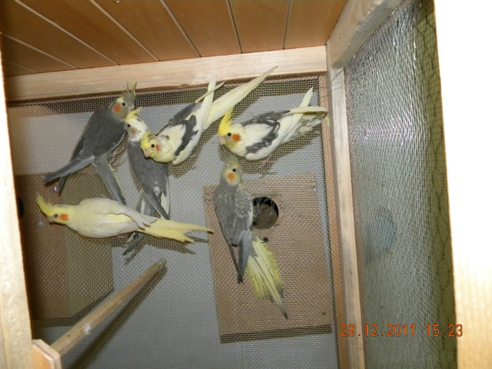 DSCN1864 - Papagalii mei