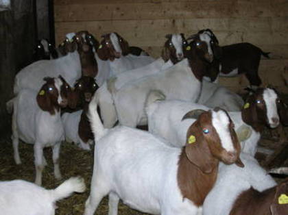 de vanzare 16 capre boer-austria