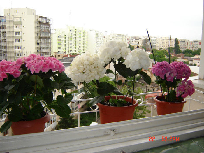 DSC03806 - FLORI 2012