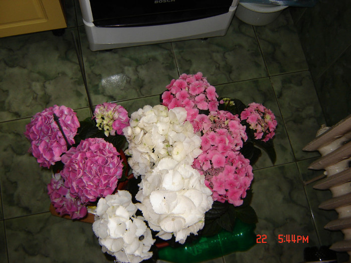 DSC03810 - FLORI 2012