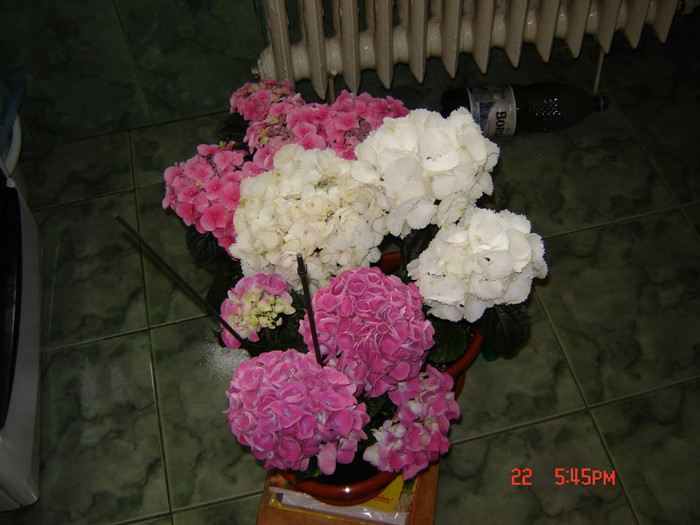 DSC03811 - FLORI 2012