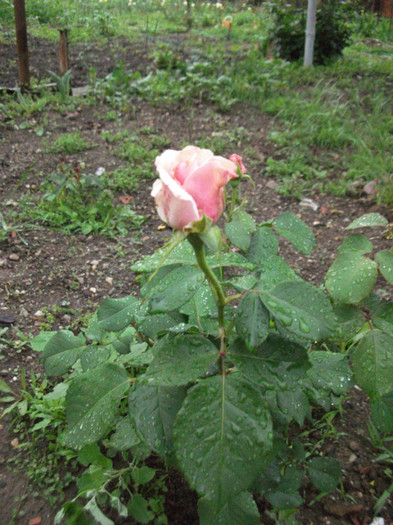 Picture 141 - Trandafiri