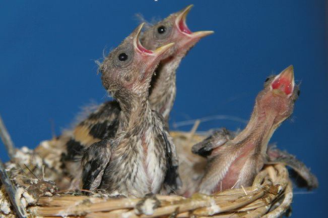 537681_424945834197301_208393189185901_1465468_1475182350_n