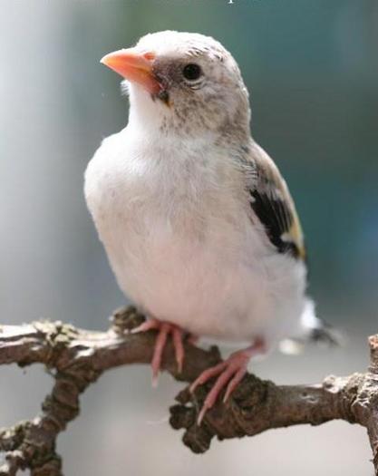 542069_424941134197771_208393189185901_1465460_1148711678_n