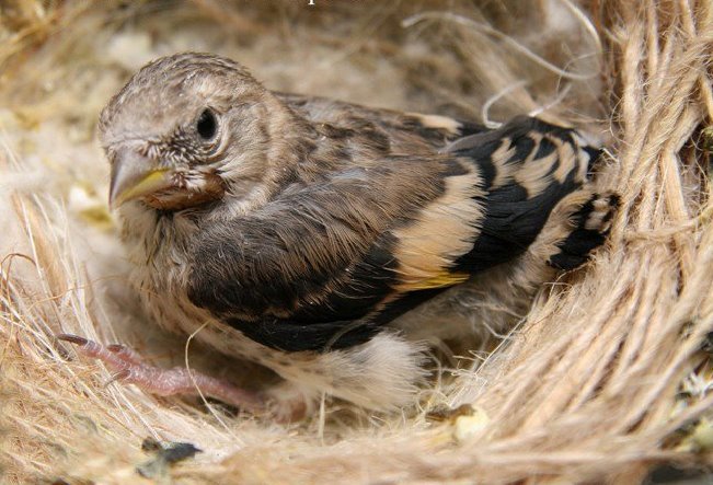 556719_424946814197203_208393189185901_1465469_1971129498_n