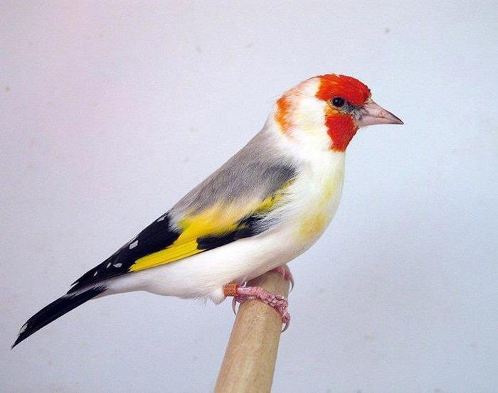 562441_416393468385871_208393189185901_1437930_779791553_n