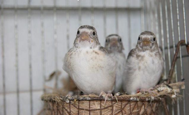 562474_424944254197459_208393189185901_1465465_883726782_n