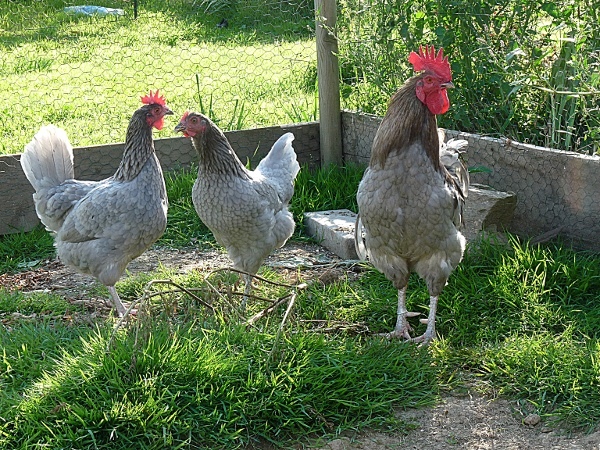 coq de limousine net_ (40)