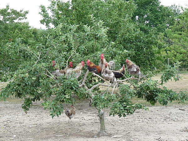 coq de limousine net_ (45)