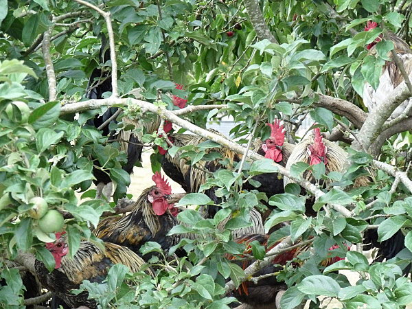 coq de limousine net_ (48)