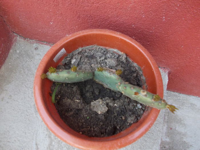 de la lumy - Evolutia plantelor primite si cumparate