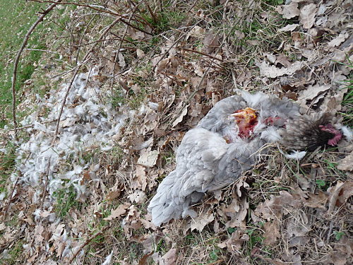 coq de limousine net_ (50)