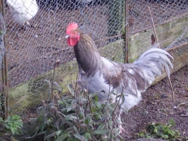 coq de limousine net_ (51) - 971 limousine pentru pescari