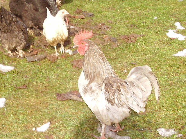 coq de limousine net_ (55) - 971 limousine pentru pescari