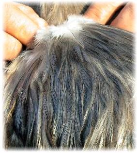 coq de limousine net_ (57) - 971 limousine pentru pescari