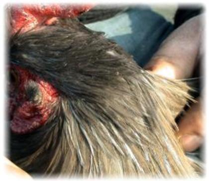 coq de limousine net_ (58) - 971 limousine pentru pescari