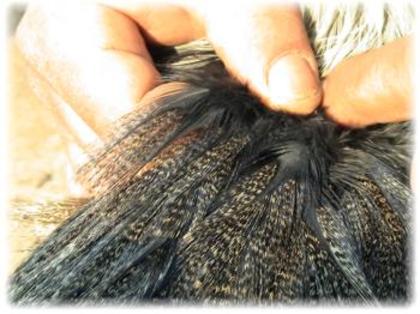 coq de limousine net_ (59) - 971 limousine pentru pescari