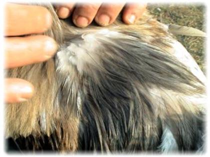 coq de limousine net_ (60) - 971 limousine pentru pescari