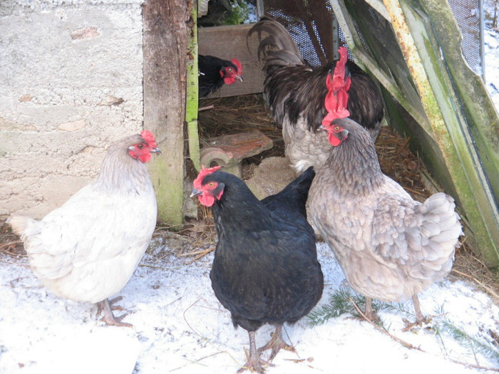 coq de limousine net_ (62) - 971 limousine pentru pescari