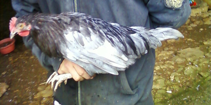 coq de limousine net_ (66) - 971 limousine pentru pescari