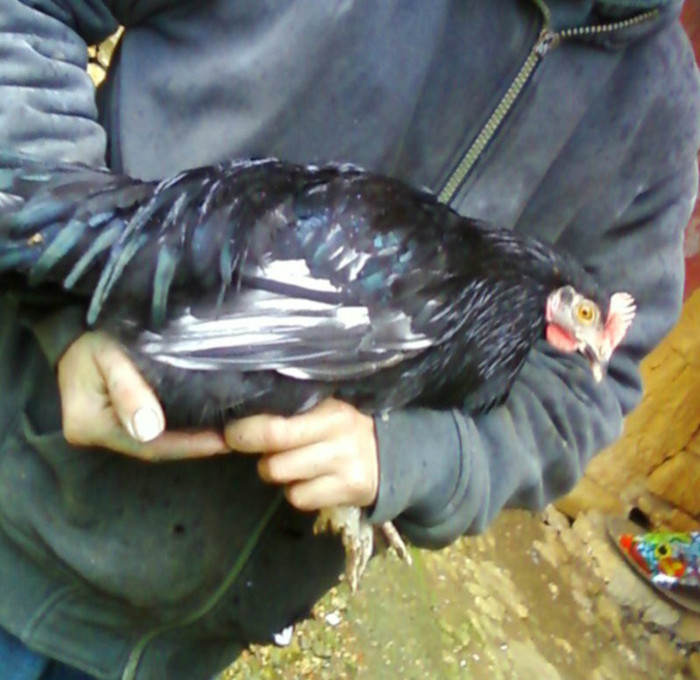 coq de limousine net_ (69) - 971 limousine pentru pescari