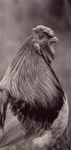 coq de limousine net_ (71)