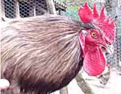 coq de limousine net_ (73)