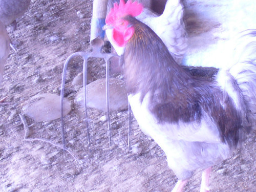 coq de limousine net_ (74)