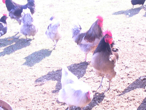 coq de limousine net_ (75) - 971 limousine pentru pescari