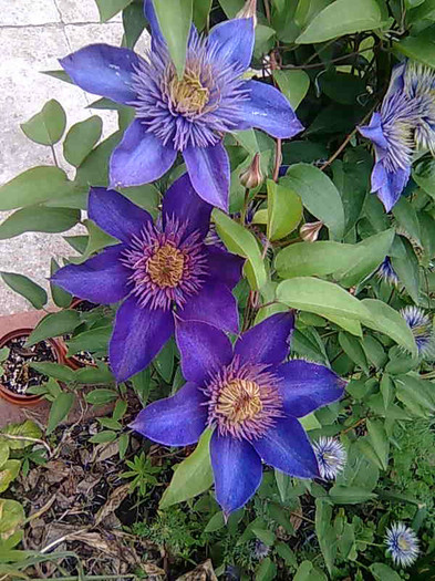 Multi Blue - clematite 2012