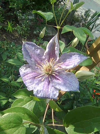 Teksa-prima floare - clematite 2012
