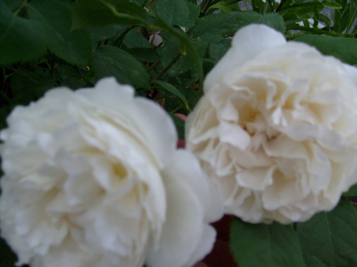 trandafir englezesc Auscat; alb imaculat si foarte foarte parfumat!de la www.multeplante.ro

