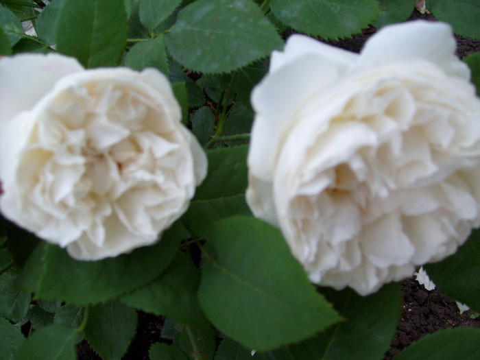 trandafir englezesc Auscat; foarte parfumat!de la www.multeplante.ro
