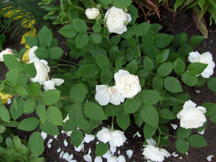 trandafir englezesc Auscat; o tufa foarte plina de flori mereu!!!de la www.multeplante.ro
